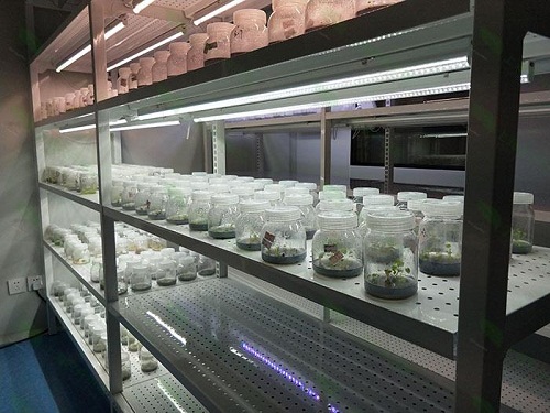 巴东植物组织培养实验室设计建设方案